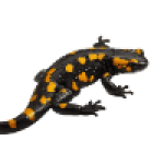 Group logo of Salamanders & Newts